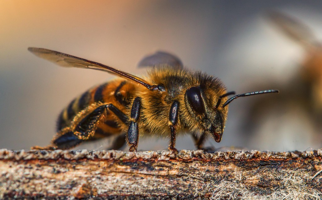 blonoskrzydle-keep-pl pszczoła